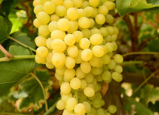 Grapes